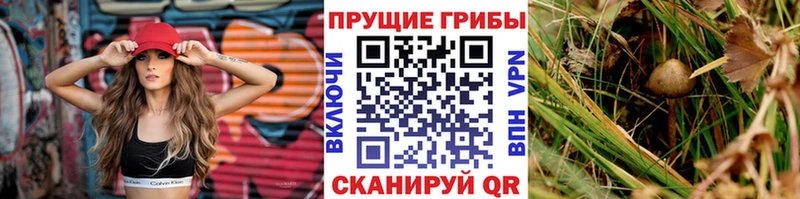 что такое   Туринск  Псилоцибиновые грибы GOLDEN TEACHER 